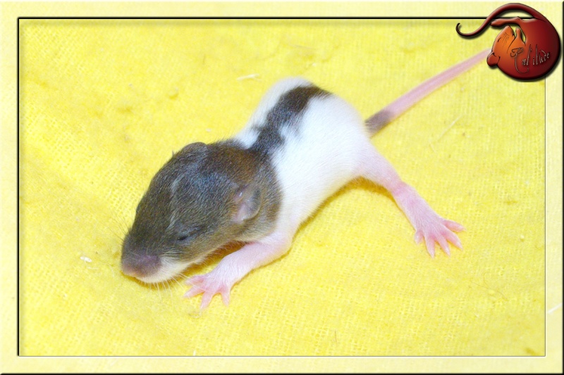 Lovely (Rat'itude) x Nibbler (Ratartistes) -->21/12/2011 Imgp6917