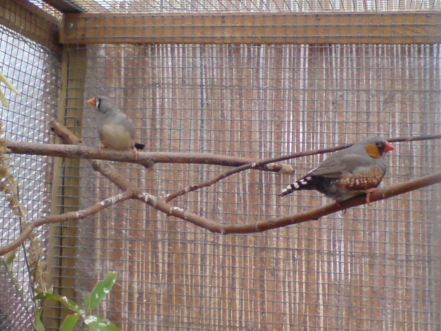 Oiseaux et compagnie Dsc00024