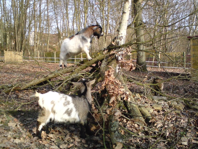 quels jeux peux t-on faire  pour les chèvres naines????? Dsc00030