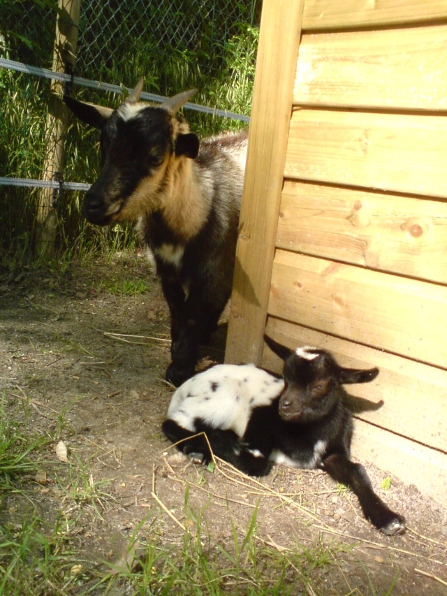 Premier bébé de ma petite Manihi ! Dsc00086