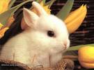 Yo tambien quiero un conejo Conill10