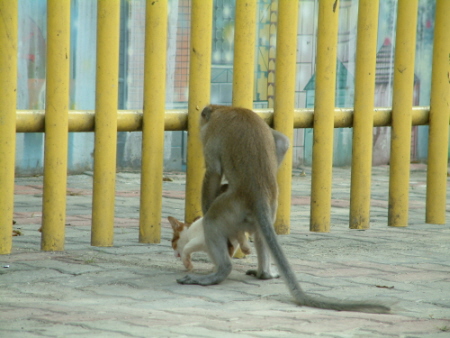 Ils ne pensent qu'à ça... Monkey10