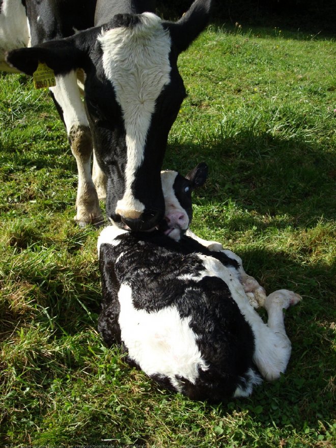 A la recherche de belles photos de vaches Vache_10