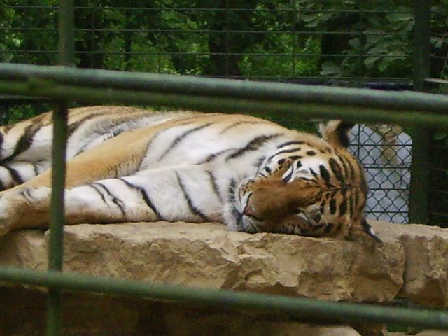 visite zoologique Zoo_pl51