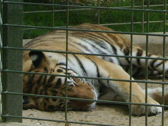visite zoologique Zoo_pl52