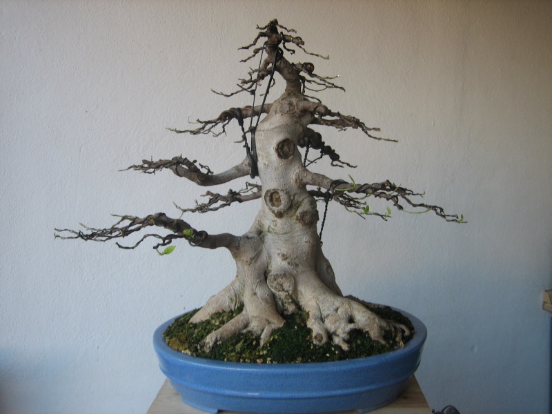 Pequeñas evoluciones : Ficus Retusa. - Página 8 Img_2011