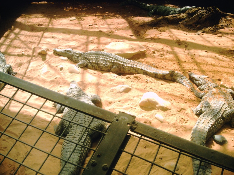 La ferme aux crocodiles (Pierrelatte) Gard_e12