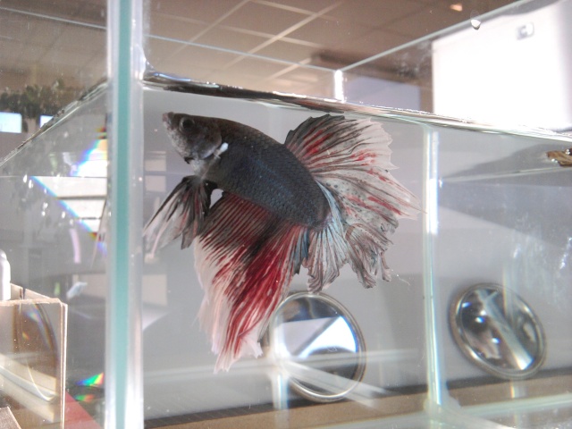 urbafish, feu poisson d'ornement  2011-111