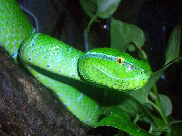 Another subannulatus female Cimg2510