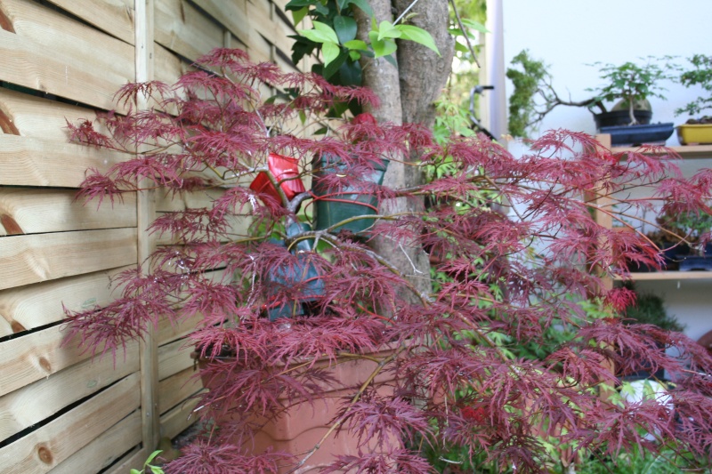 Acer palmatum dissectum atropurpureum Img_4312