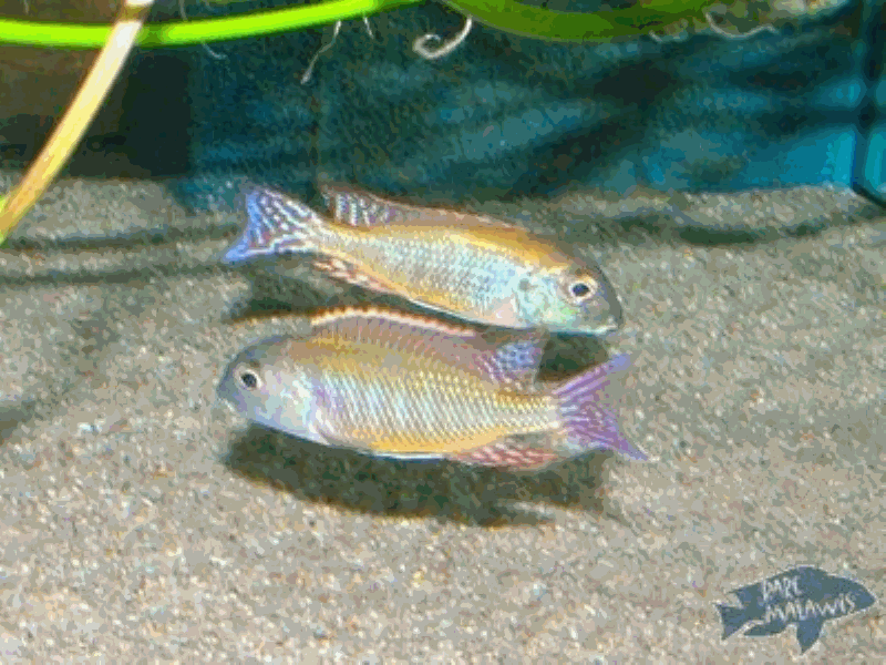 Lethrinops Albus Fish8-10