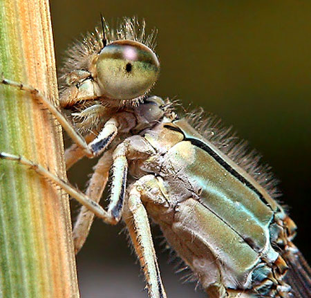 حشرات وصرصير  نادرة Image011