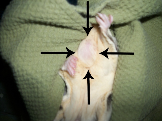 Does this look like a Tumor? - Fatty tumor 102_4211