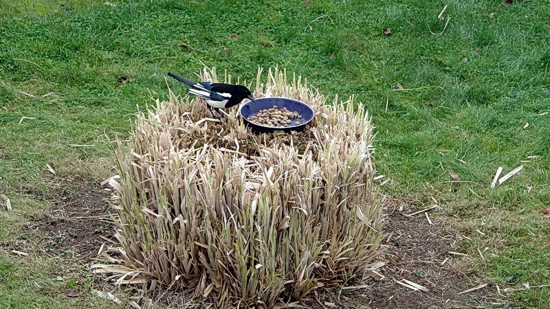 "Nos" oiseaux seulement . - Page 6 Jardin11