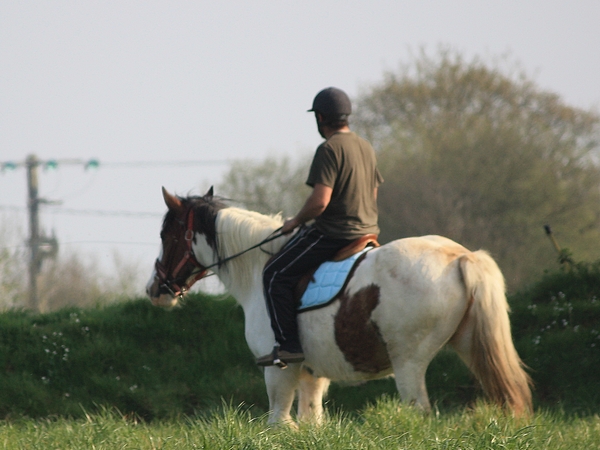 Helsie, jument type irish cob montée attelée 16 ans hébergée chez ASA (44) 411