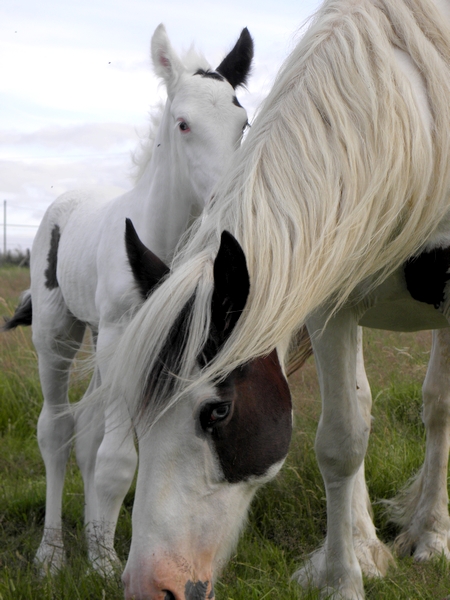 Cherokee du Cluzelet, fils de Blueberry du Vallon et Tina des Boisets P7100111