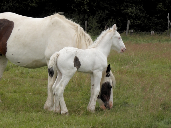 Cherokee du Cluzelet, fils de Blueberry du Vallon et Tina des Boisets P7160012