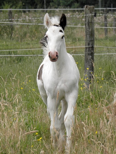 Cherokee du Cluzelet, fils de Blueberry du Vallon et Tina des Boisets P7270017