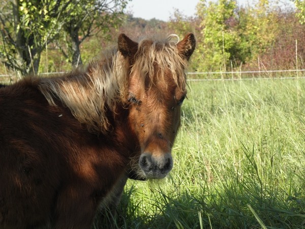 Bisou, Balthazar, Berlioz, Bounty et Boule de Gomme de l'Espoir adoptés Huppe02 ! P9300018