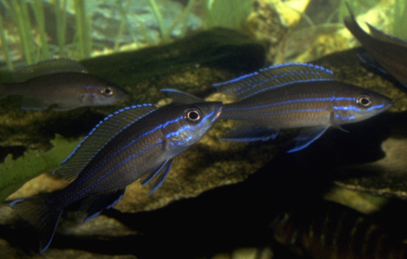 paracyprichromis Paracy11