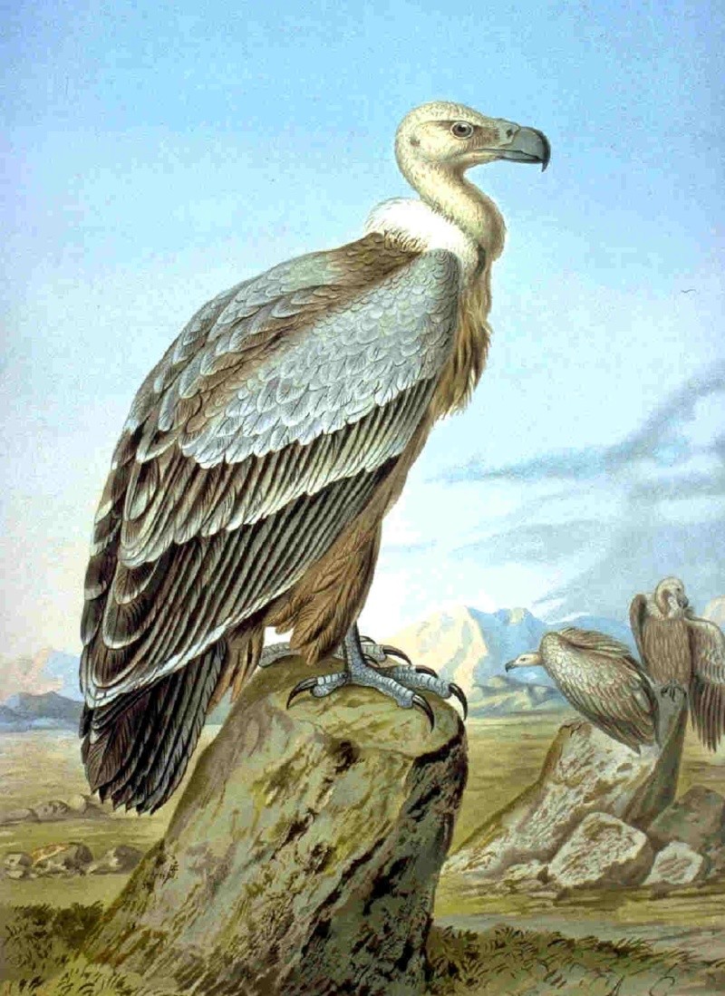  Griffon Vulture Griffo10