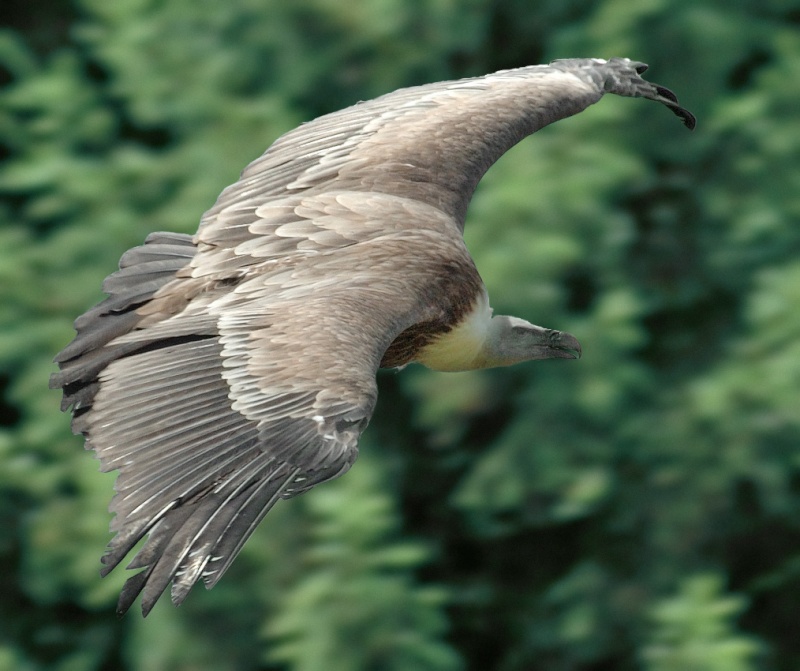  Griffon Vulture Gyps_f12