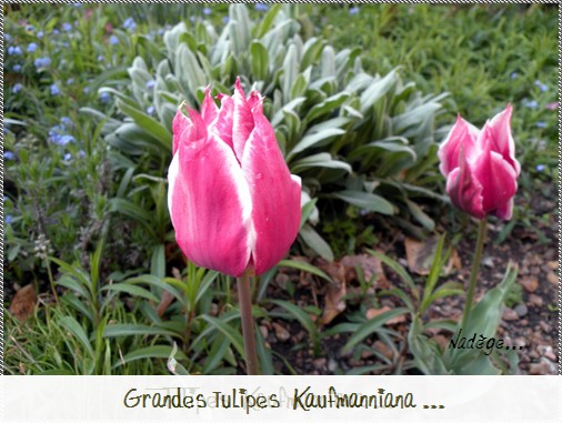 Tulipa - grands hybrides - tulipes chics et kitch (sections 1 à 11) - Page 3 Etang_13
