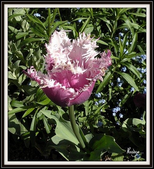Tulipa - grands hybrides - tulipes chics et kitch (sections 1 à 11) - Page 3 Peche_10