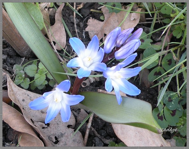 Scilla forbesii  (= Chionodoxa forbesii) Sans_t22