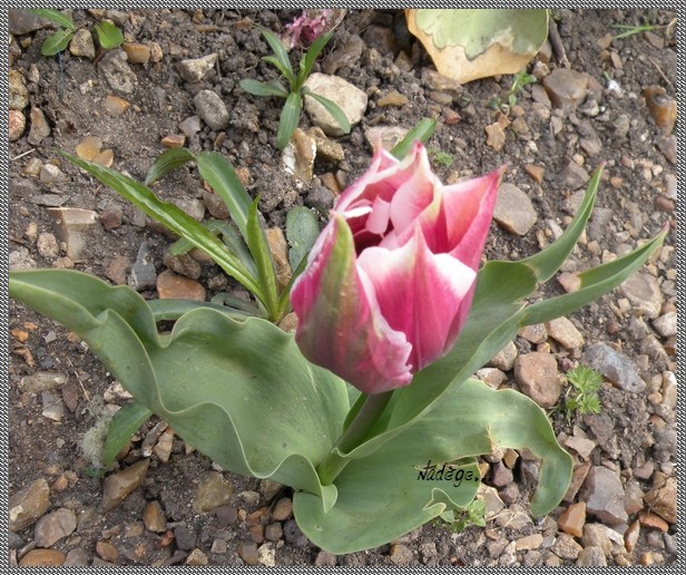 Tulipa - grands hybrides - tulipes chics et kitch (sections 1 à 11) - Page 2 Sans_t28