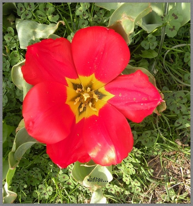 Tulipa - grands hybrides - tulipes chics et kitch (sections 1 à 11) - Page 2 Sans_t29