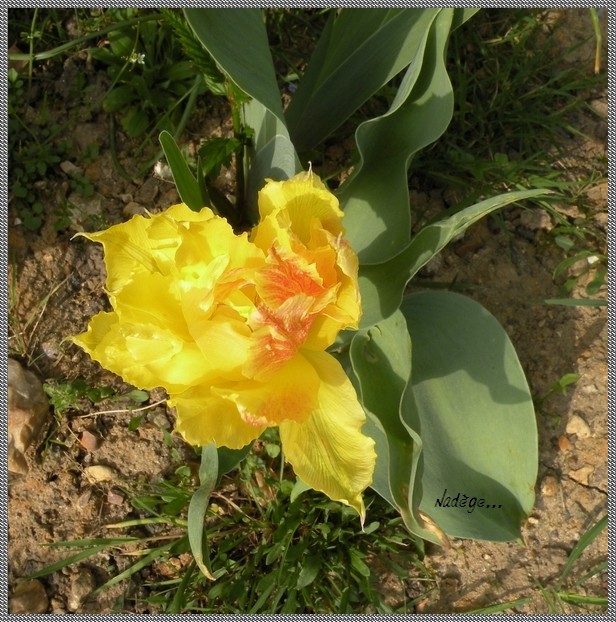 Tulipa - grands hybrides - tulipes chics et kitch (sections 1 à 11) - Page 2 Sans_t31