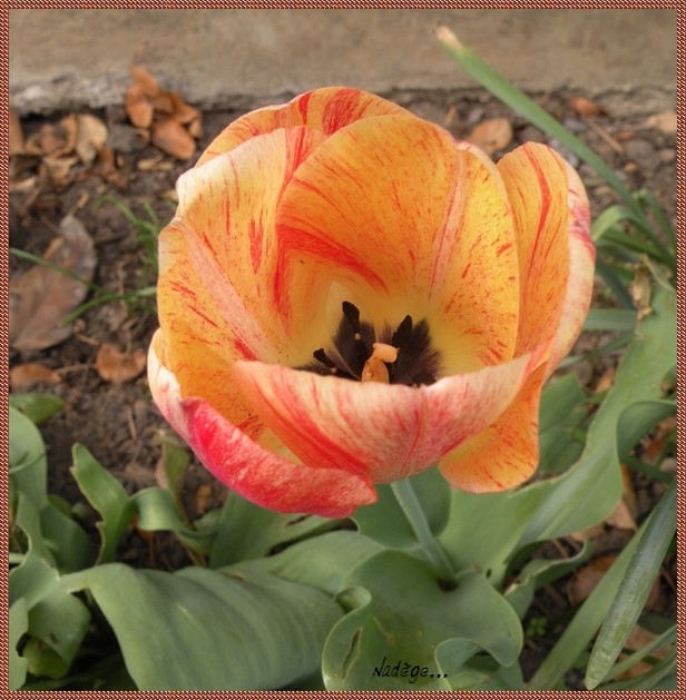 Tulipa - grands hybrides - tulipes chics et kitch (sections 1 à 11) - Page 2 Sans_t33