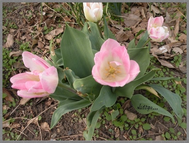 tulipe - Tulipa - grands hybrides - tulipes chics et kitch (sections 1 à 11) - Page 2 Tulipe12