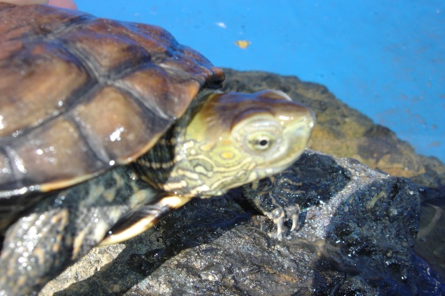 renseignement tortue d'eau douce Dsc07615