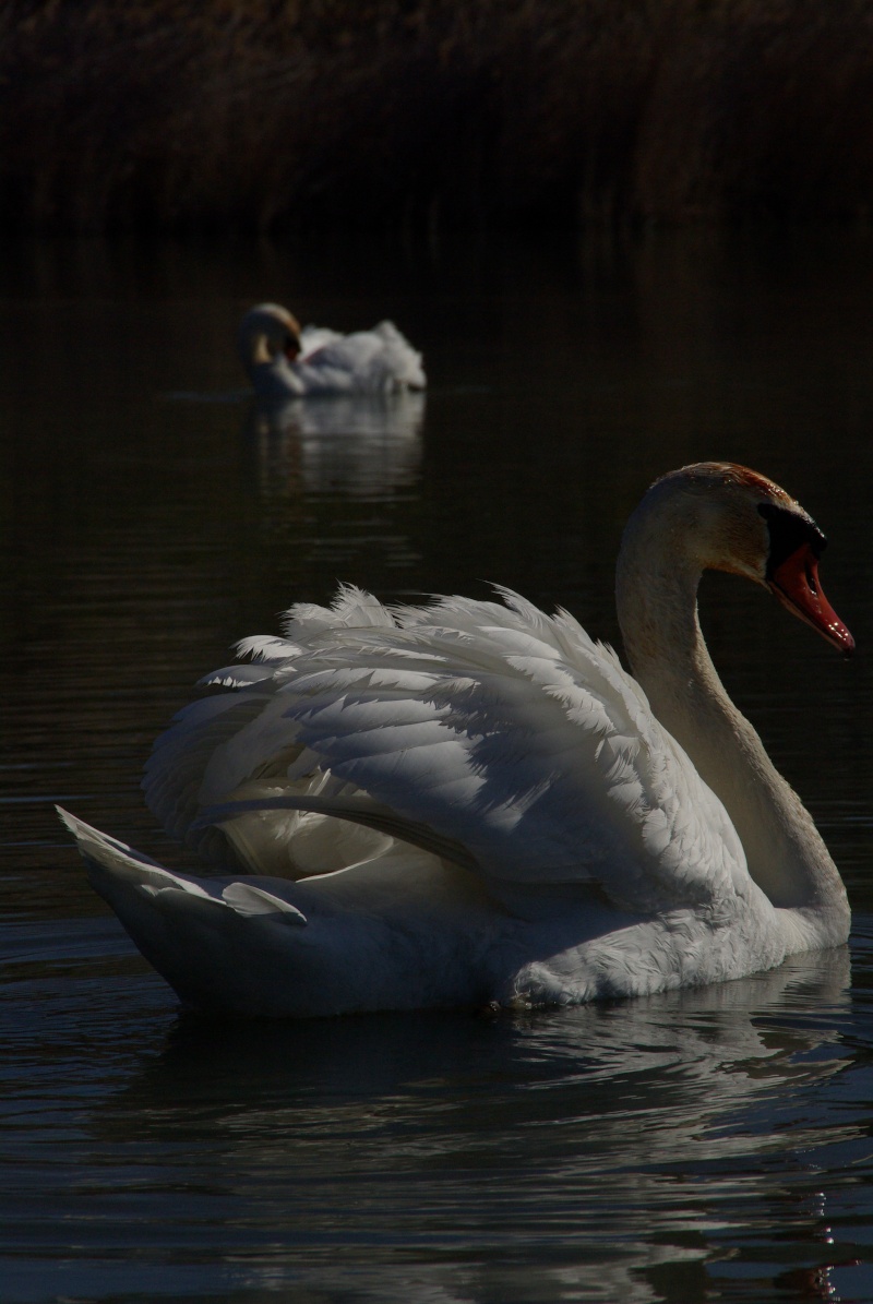 Faites moi deux cygnes Black_10