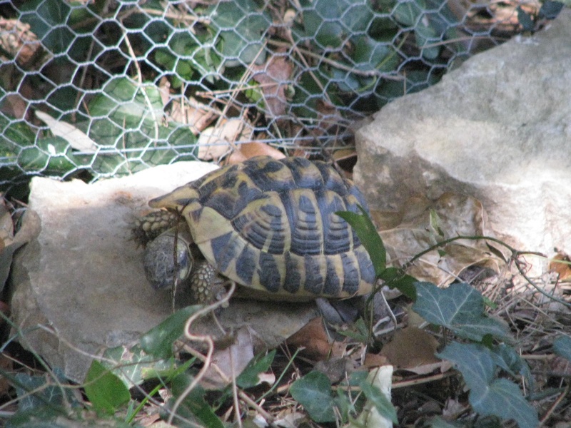 mes tortues =D Img_0027