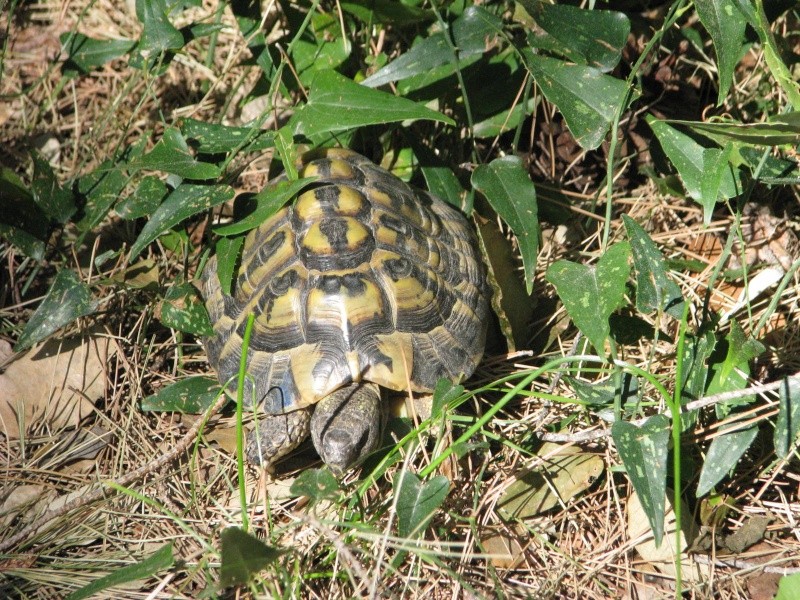 mes tortues =D Img_0028