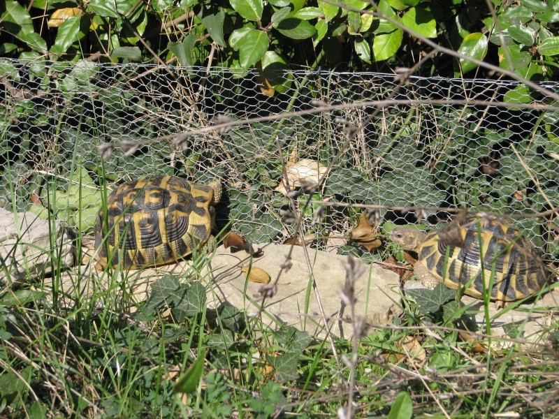 mes tortues =D Img_0113