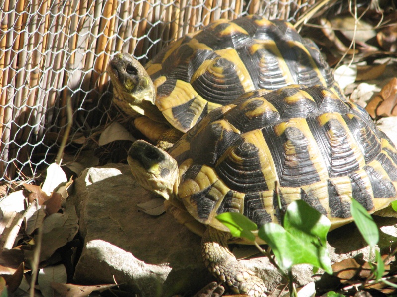 mes tortues =D Img_0114