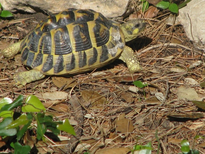 mes tortues =D Img_0115