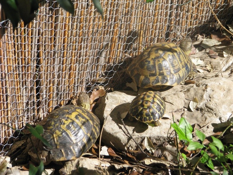 mes tortues =D Img_0116