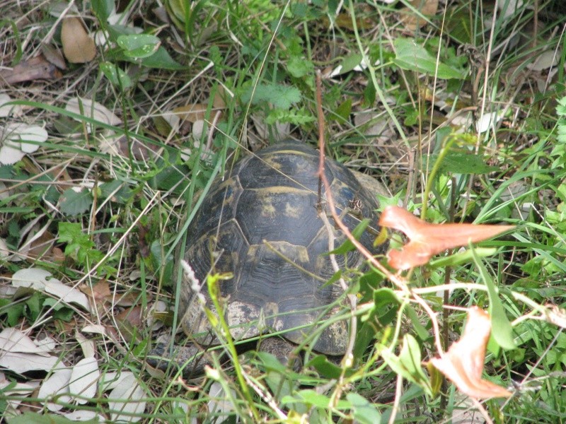 mes tortues =D Img_0117