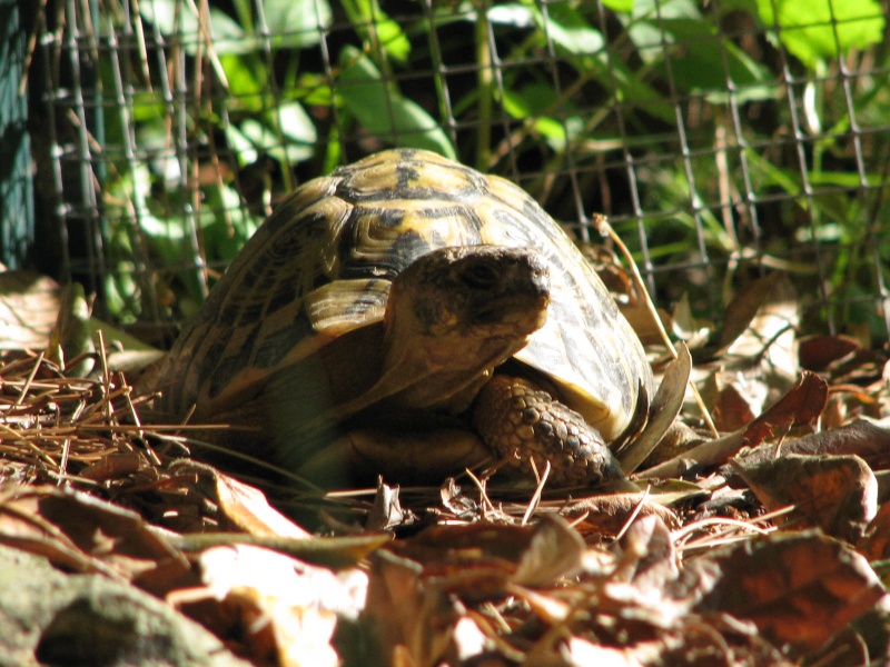 mes tortues =D Img_2110