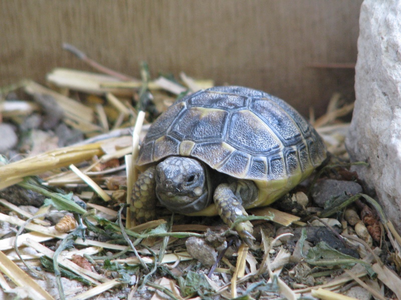 mes tortues =D Img_4124