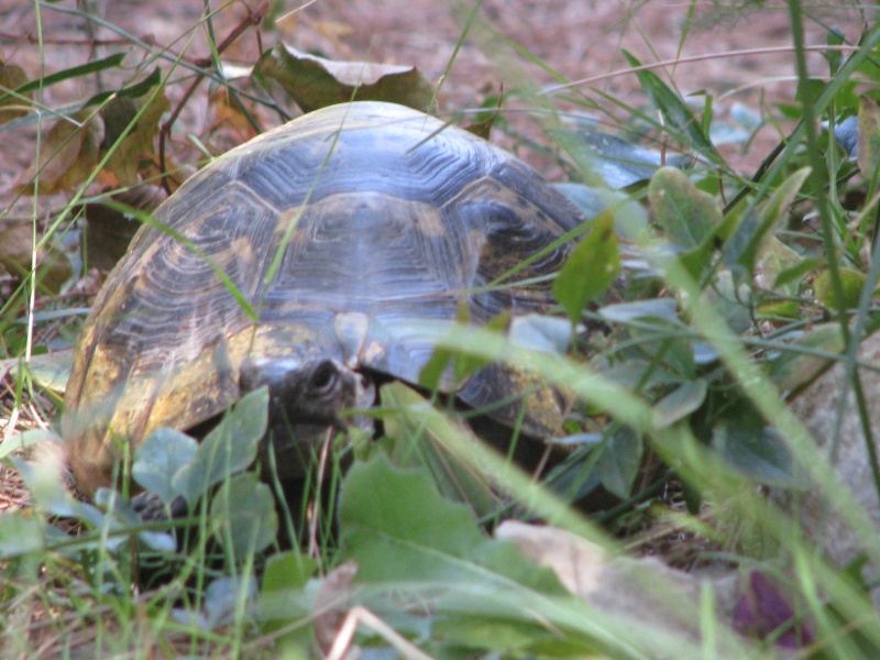 mes tortues =D Img_4317