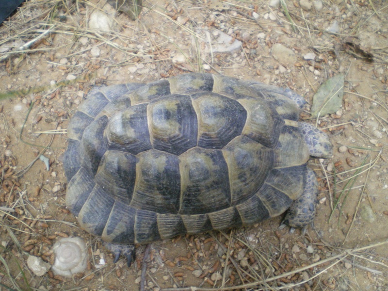 identification de deux tortues pour une amie Imgp0017