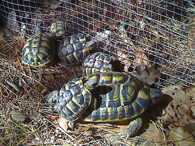 mes tortues =D Moto_012