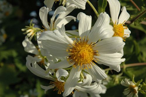 SPECIAL MELI-MELO de FLEURS pour AUBEPINE - Page 18 1110