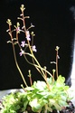 stylidium debile Img_0115